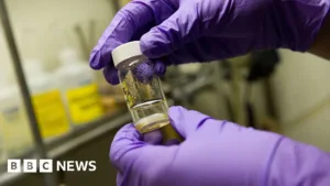 Cercetători de la Stanford dezvoltă un vaccin nazal «universal» care ar putea proteja împotriva răcelilor, gripei și unor infecţii bacteriene