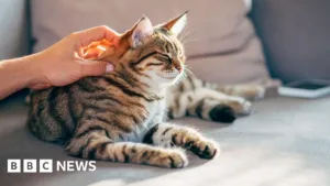 Harta genetică a cancerului la pisici oferă indicii importante pentru tratamentele umane