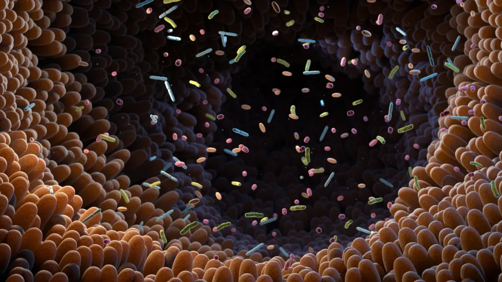 O bacterie intestinală „ascunsă”, legată de sănătate bună, descoperită de cercetători internaționali