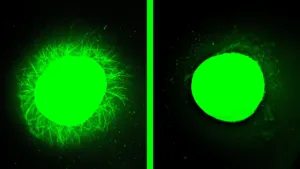 Organoid spinal uman creat în laborator arată că o terapie moleculară avansată poate promova regenerarea după leziuni medulare