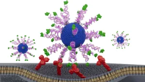 Vaccin HPV reproiectat: o simplă schimbare structurală transformă eficiența imunitară împotriva tumorilor