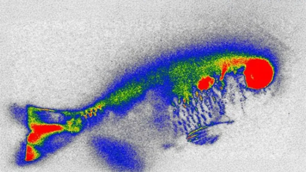 Antibiotice ascunse în râul Piracicaba și în peștele consumat: plante acvatice, soluție promițătoare cu riscuri neașteptate