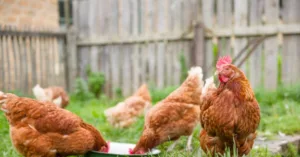 Câte animale pot crește românii în gospodărie și ce riscă cei care depășesc limitele legale