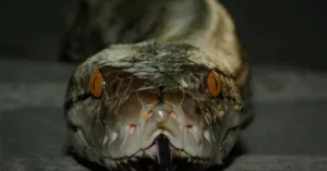 O moleculă din sângele pitonilor ar putea deschide calea către tratamente pentru slăbit fără efecte secundare majore