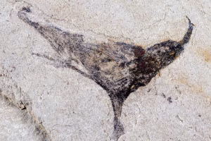 Fosile din China mută cu milioane de ani apariția animalelor complexe: o fereastră asupra tranziției Ediacaran-Cambrian